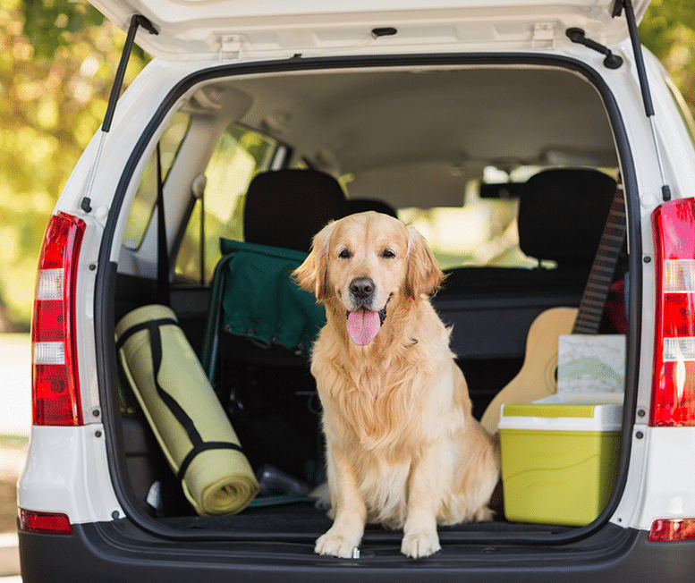 Dog in the boot of a car on holidays