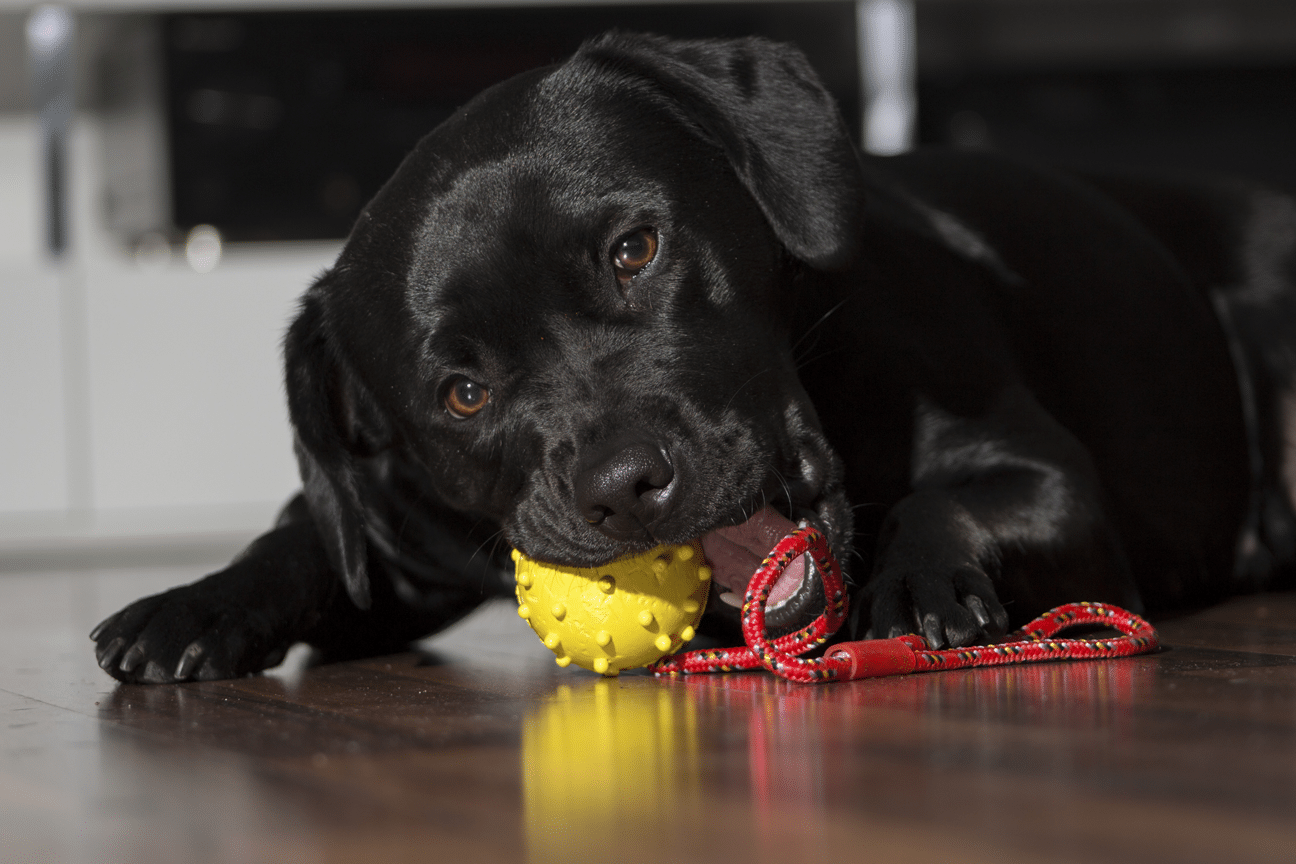 Renting with pet's. Dog enjoying an enrichment toy.