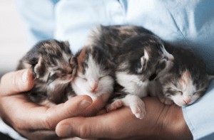 What to Do When You Find Kittens | RSPCA NSW Guide
