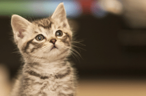 What to Do When You Find Kittens | RSPCA NSW Guide
