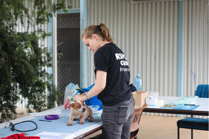 Gemma vaccinating puppy