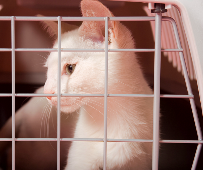 Cat in a secure cat carrier while travelling.