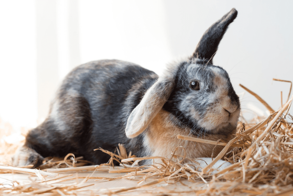 Peter-Rabbit-023 - RSPCA NSW Creative Hub