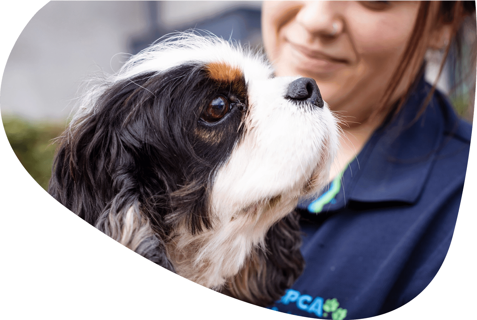 Cavalier King Charles with RSPCA NSW Worker. RSPCA Adopt.