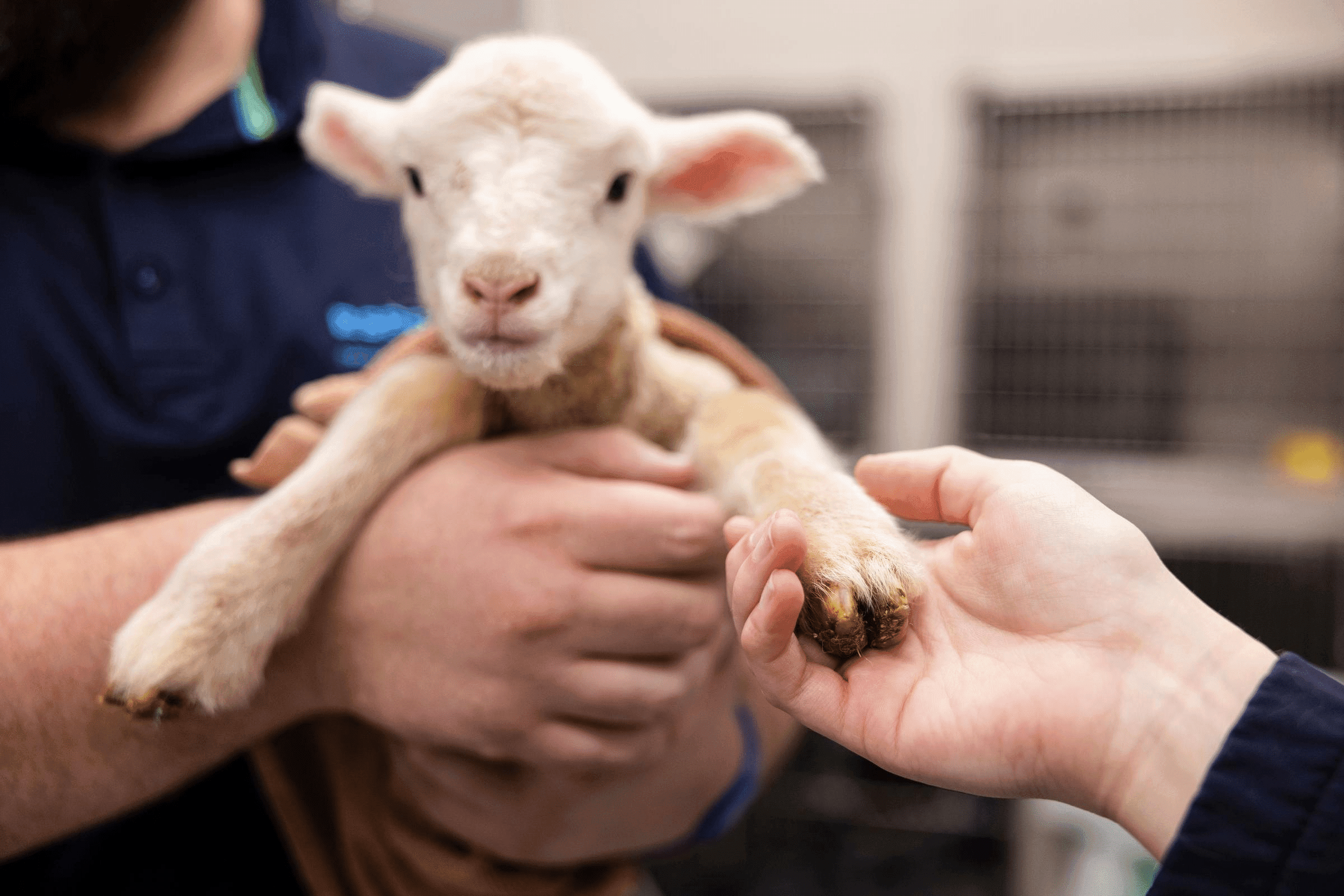 Lamb being held by an RSPCA worker.
