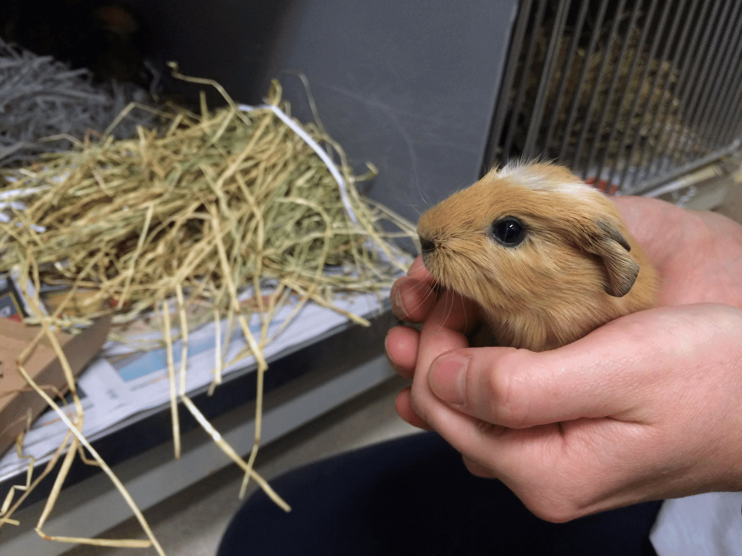Pocket Pet Guinea Pig