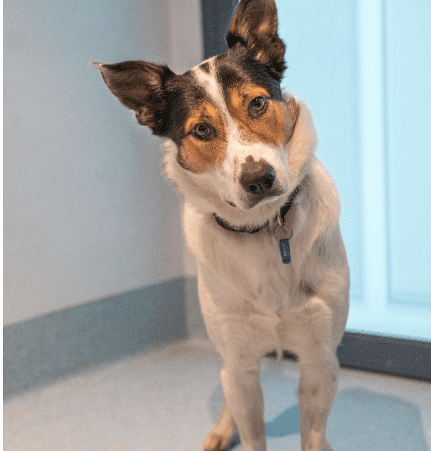 A dog at RSPCA NSW who was available for adopting.