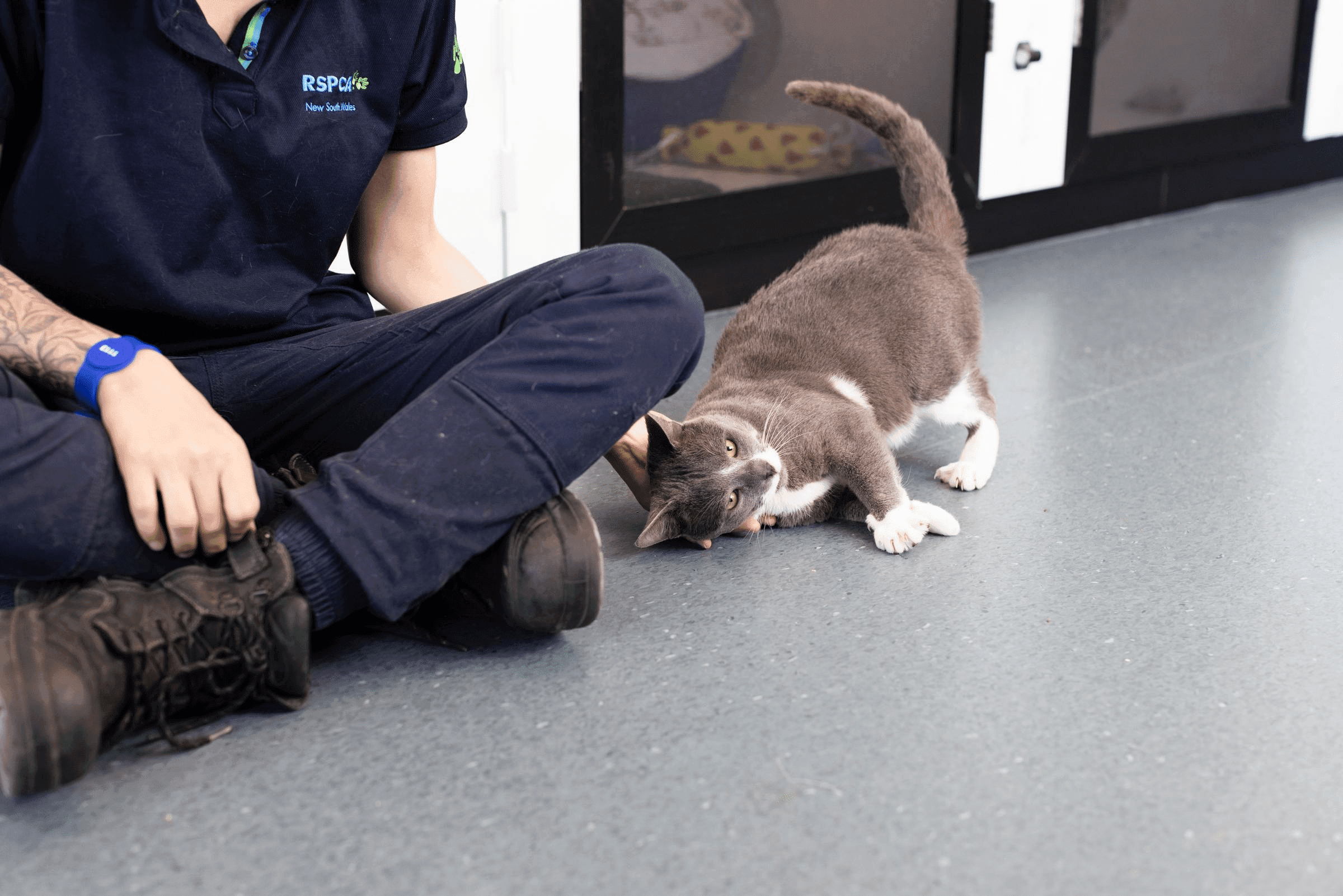 Grey cat with an RSPCA worker