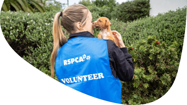 RSPCA NSW volunteer holding a puppy