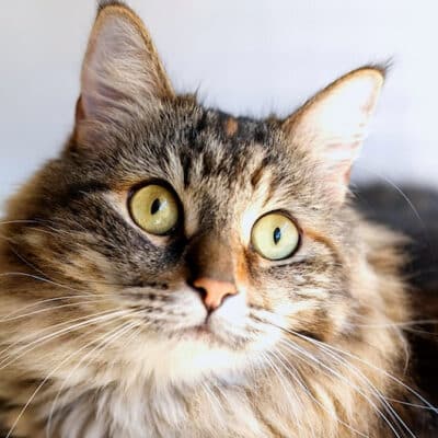 caring for cats and kittens