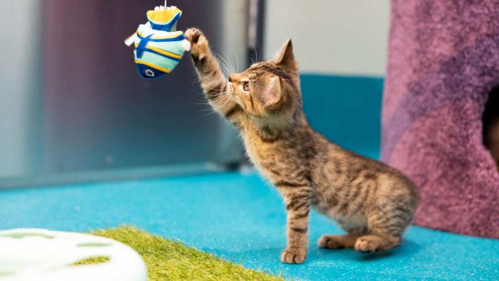 RSPCA NSW kitten playing with toy