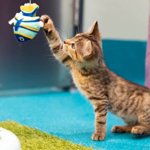 RSPCA NSW kitten playing with toy