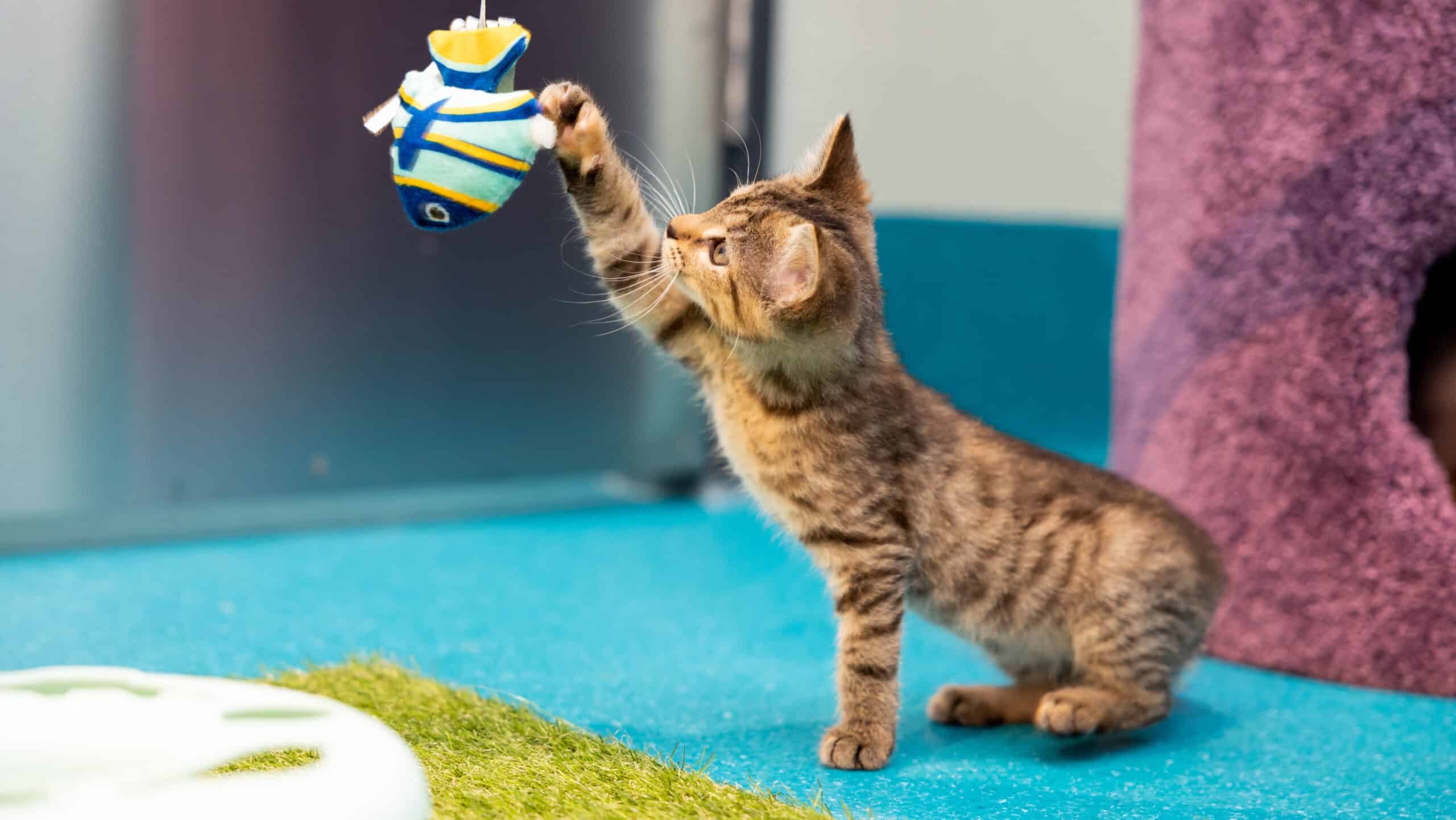 RSPCA NSW kitten playing with toy