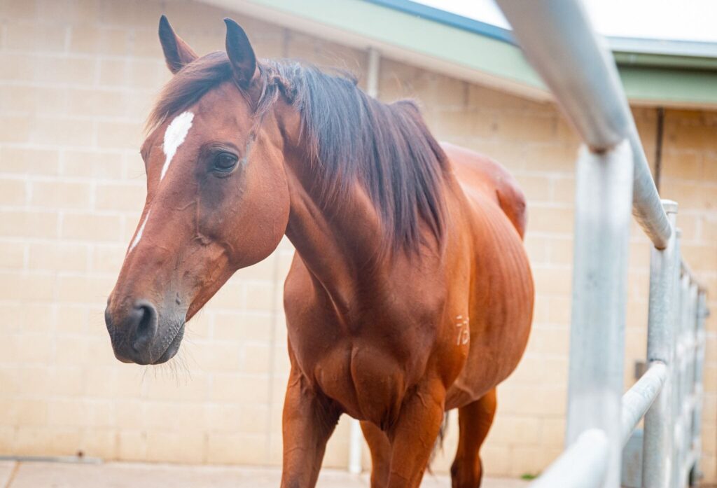 RSPCA NSW Horse Adoption and Care