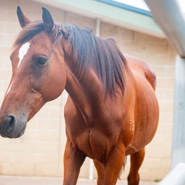 RSPCA NSW Horse Adoption and Care