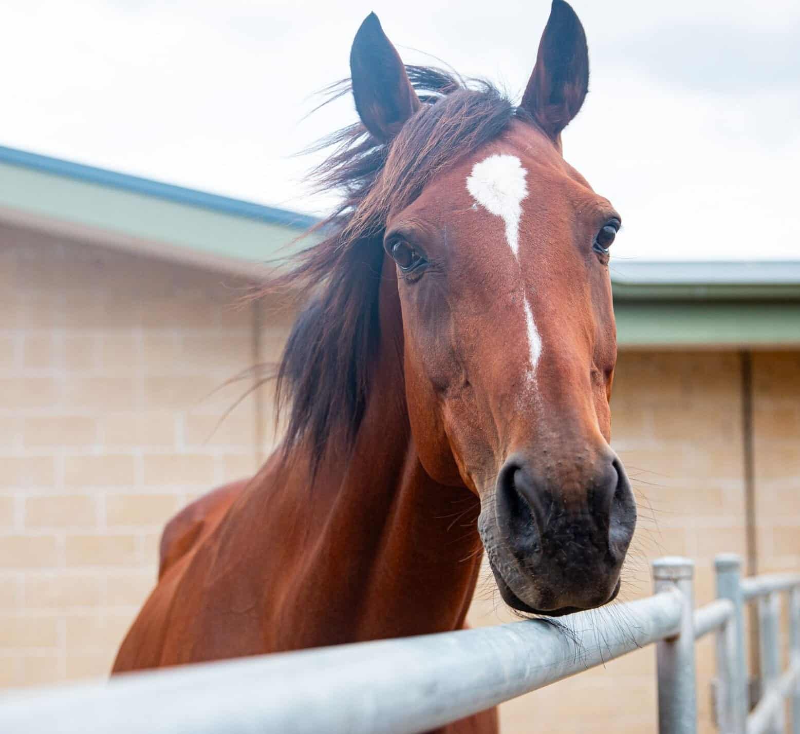 RSPCA NSW Horse Adoption and Care