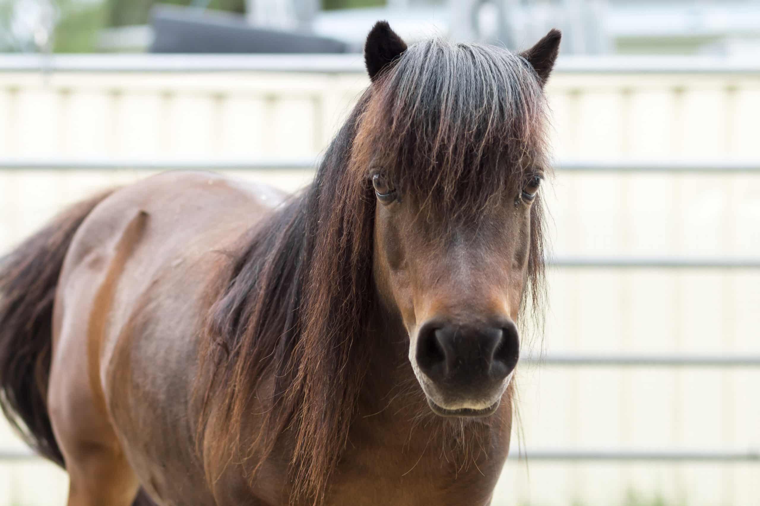 Angelina the Pony. RSPCA NSW Horse Adoption and Care