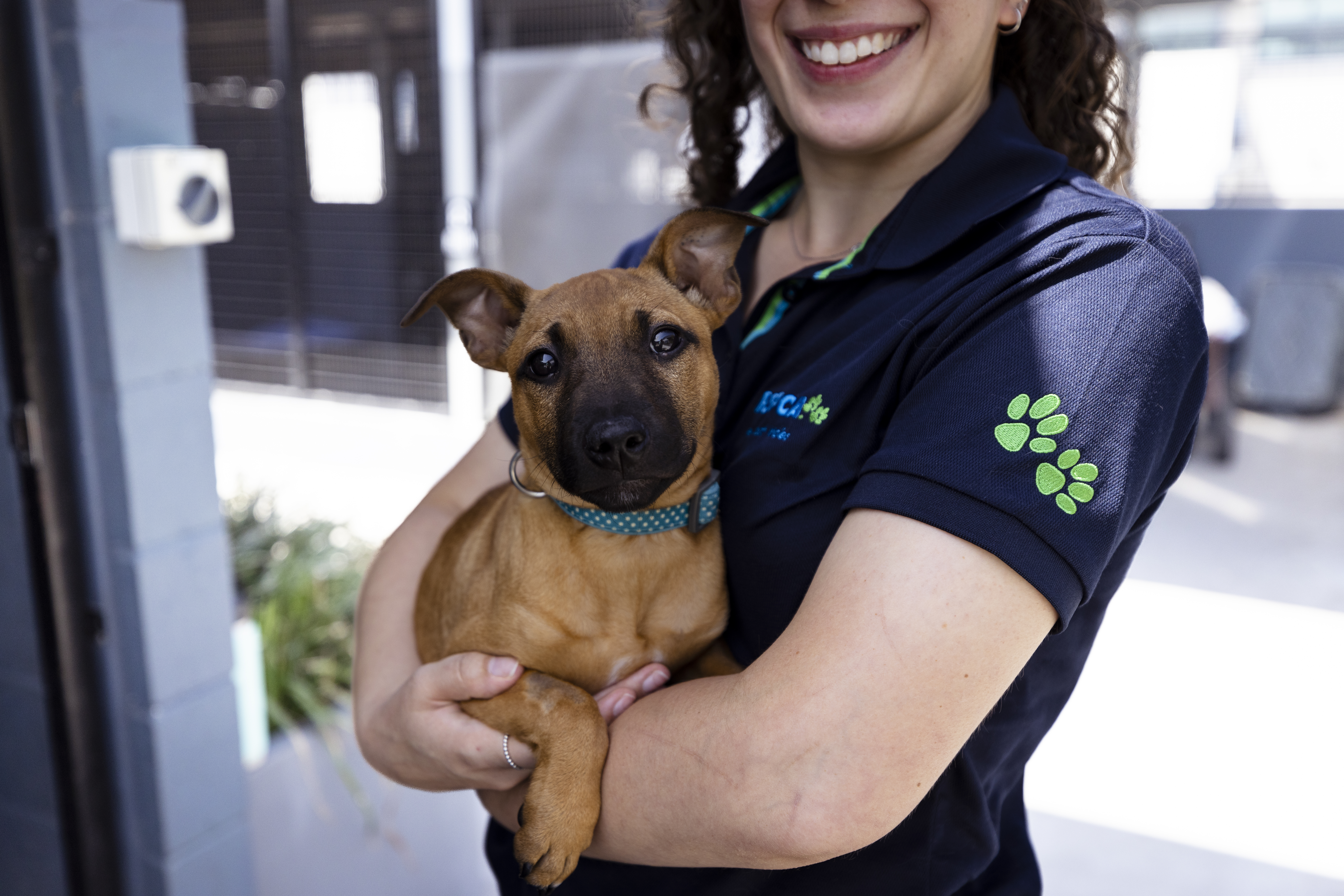 German shepherd puppy being held by an RSPCA NSW team member.