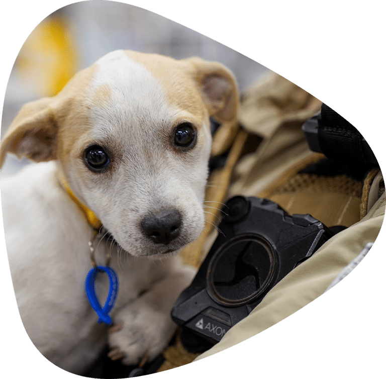 Puppy rescued by RSPCA NSW Inspector