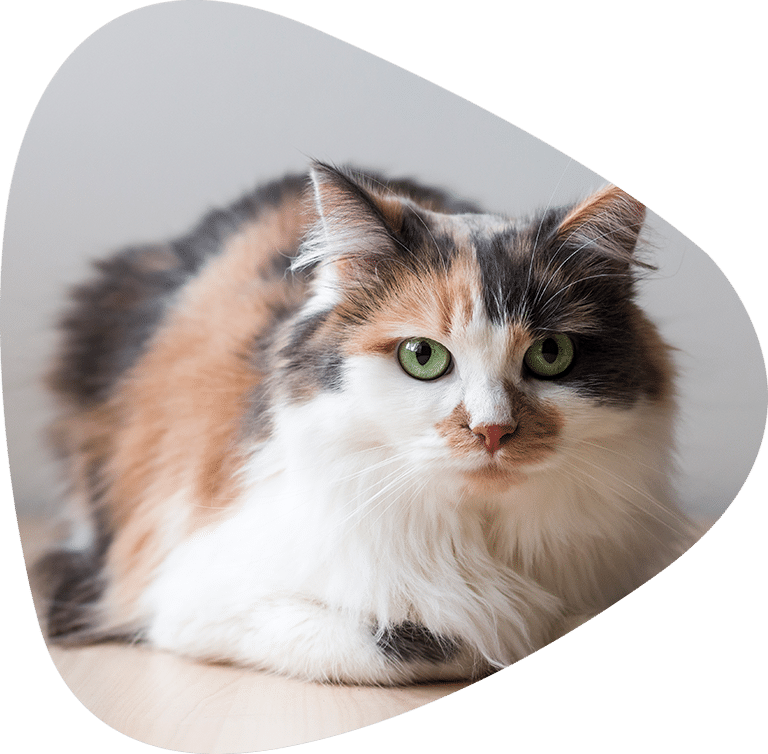 Long haired tri colour cat