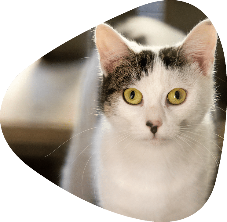 Cat in the care of RSPCA NSW