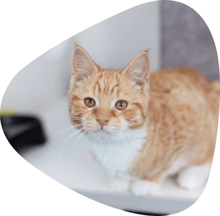 Ginger cat from RSPCA NSW