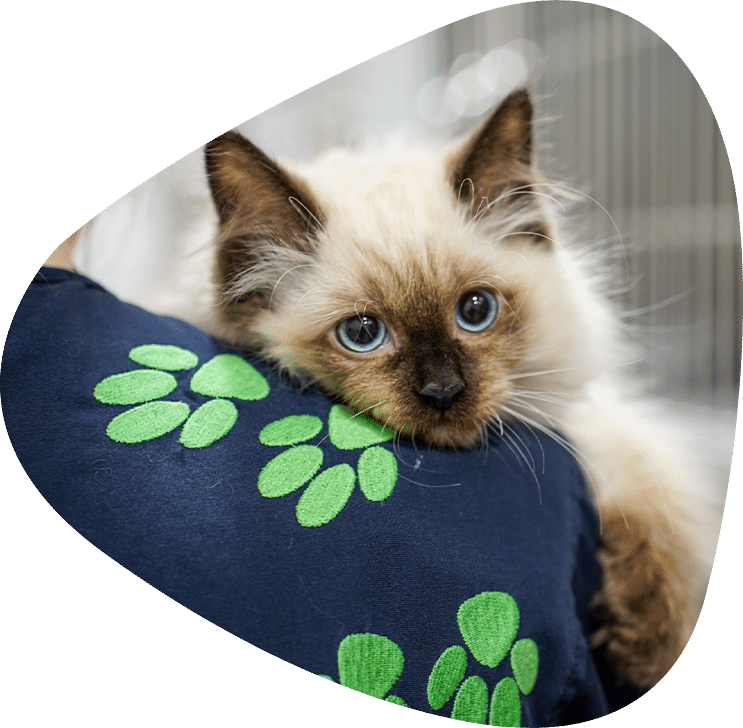 Kitten being held by an RSPCA NSW Vet