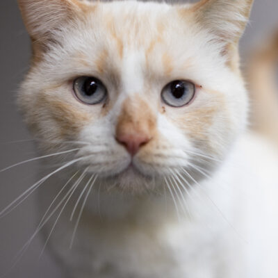 caring for cats and kittens