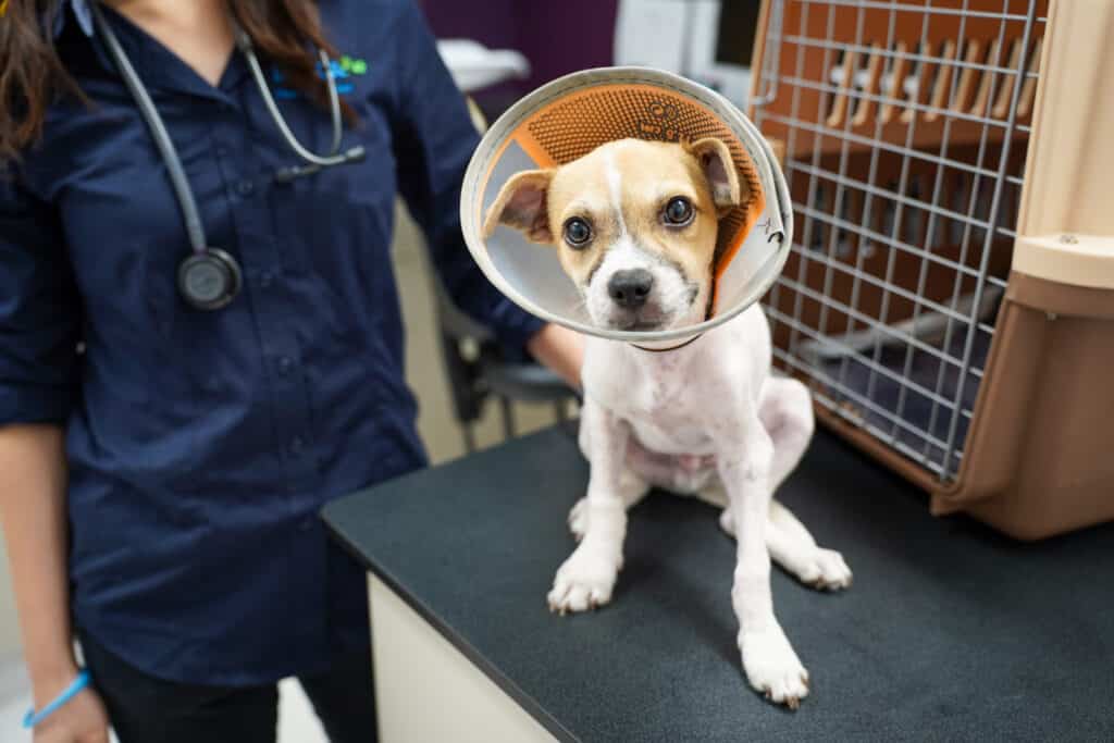 Puppy in the care of RSPCA NSW. RSPCA Warranty Claim.