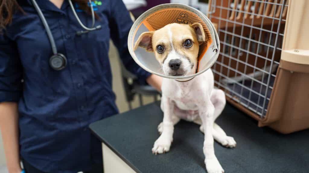 A puppy being treated at RSPCA NSW