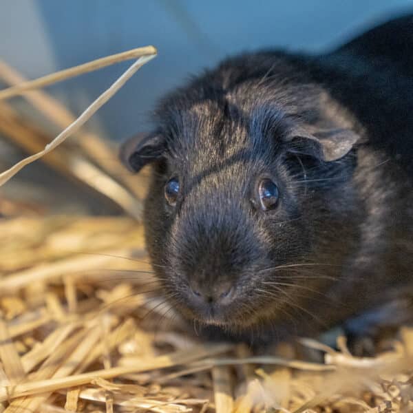 Pocket Pet Guinea Pig