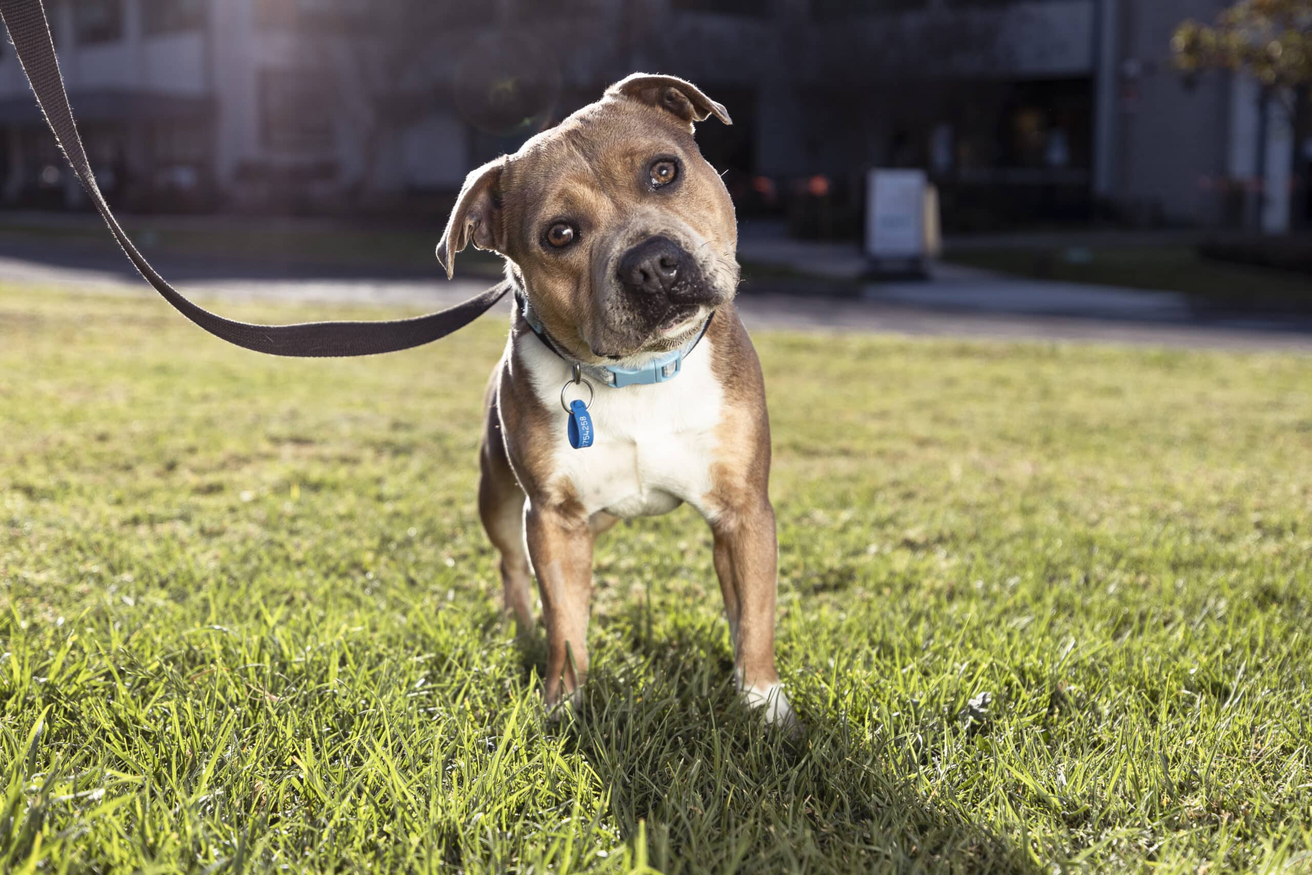 Staffordshire Terrier at RSPCA NSW
