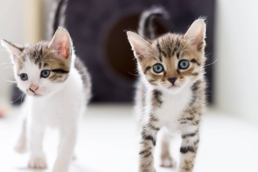 caring for cats and kittens