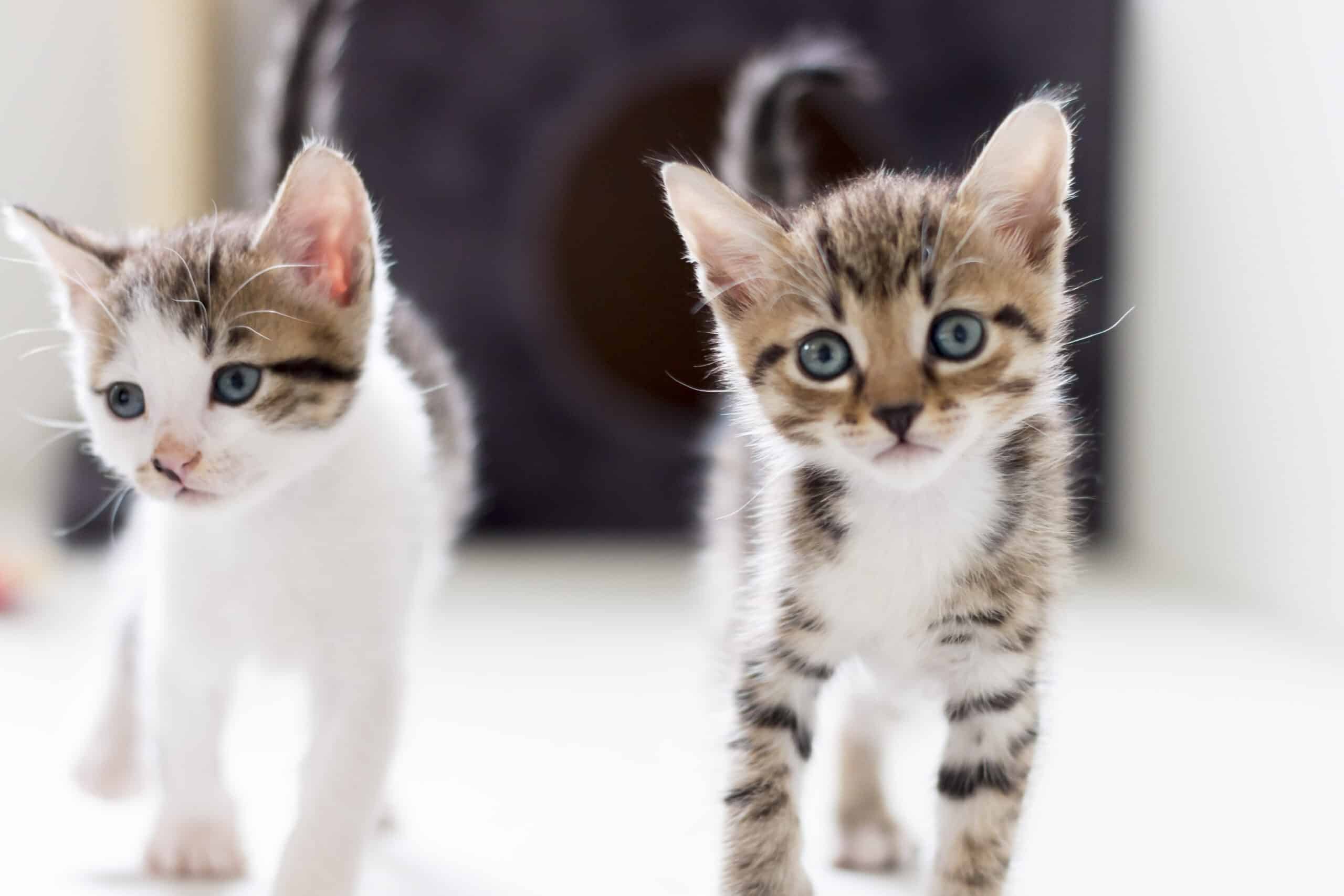caring for cats and kittens