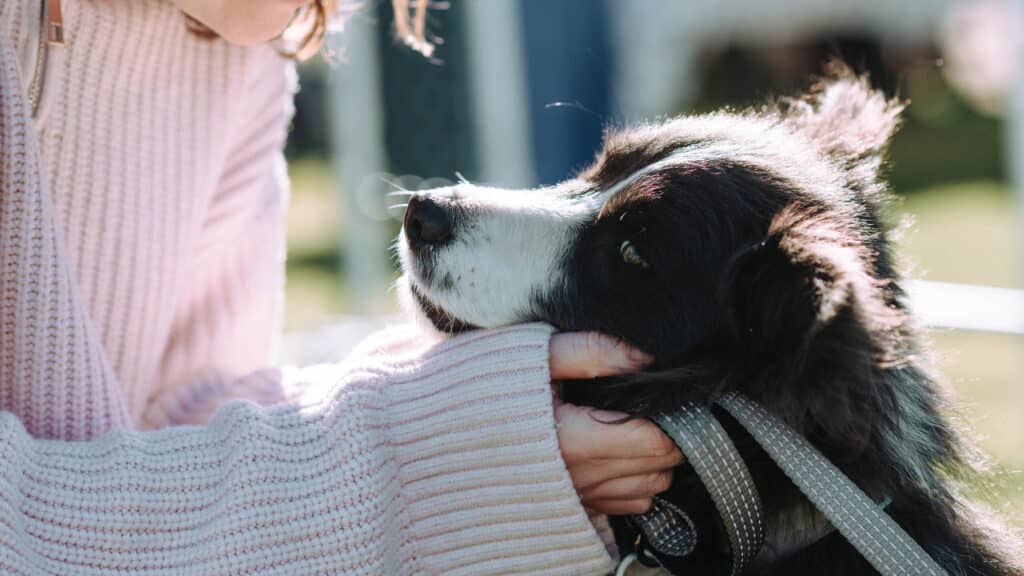 Border collie dog. Caring for dogs and puppies.