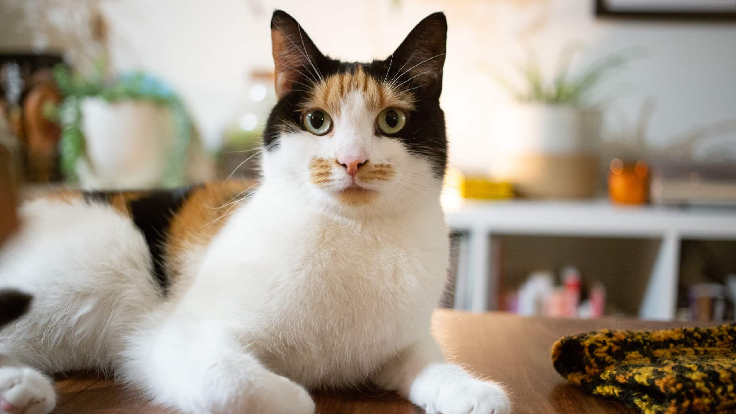 caring for cats and kittens