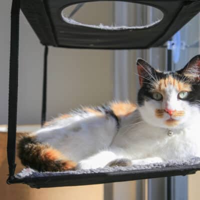 caring for cats and kittens