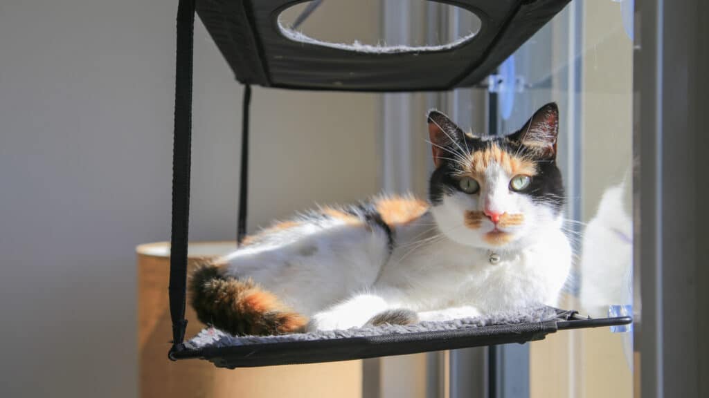 Jaffles the cat who was available for adoption at RSPCA NSW. Cost of owning a pet.