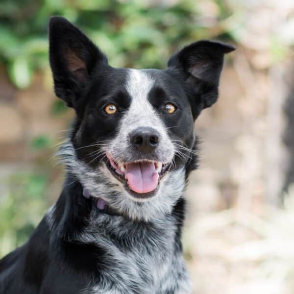 Border collie mix dog from RSPCA NSW. Cost of owning a pet.