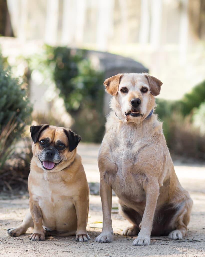 Two dogs adopted from RSPCA NSW Linus and Nikita.