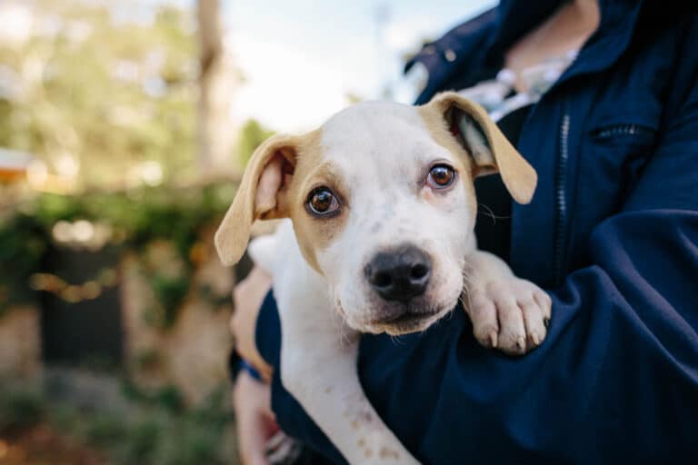 Puppy being held by an RSPCA NSW worker