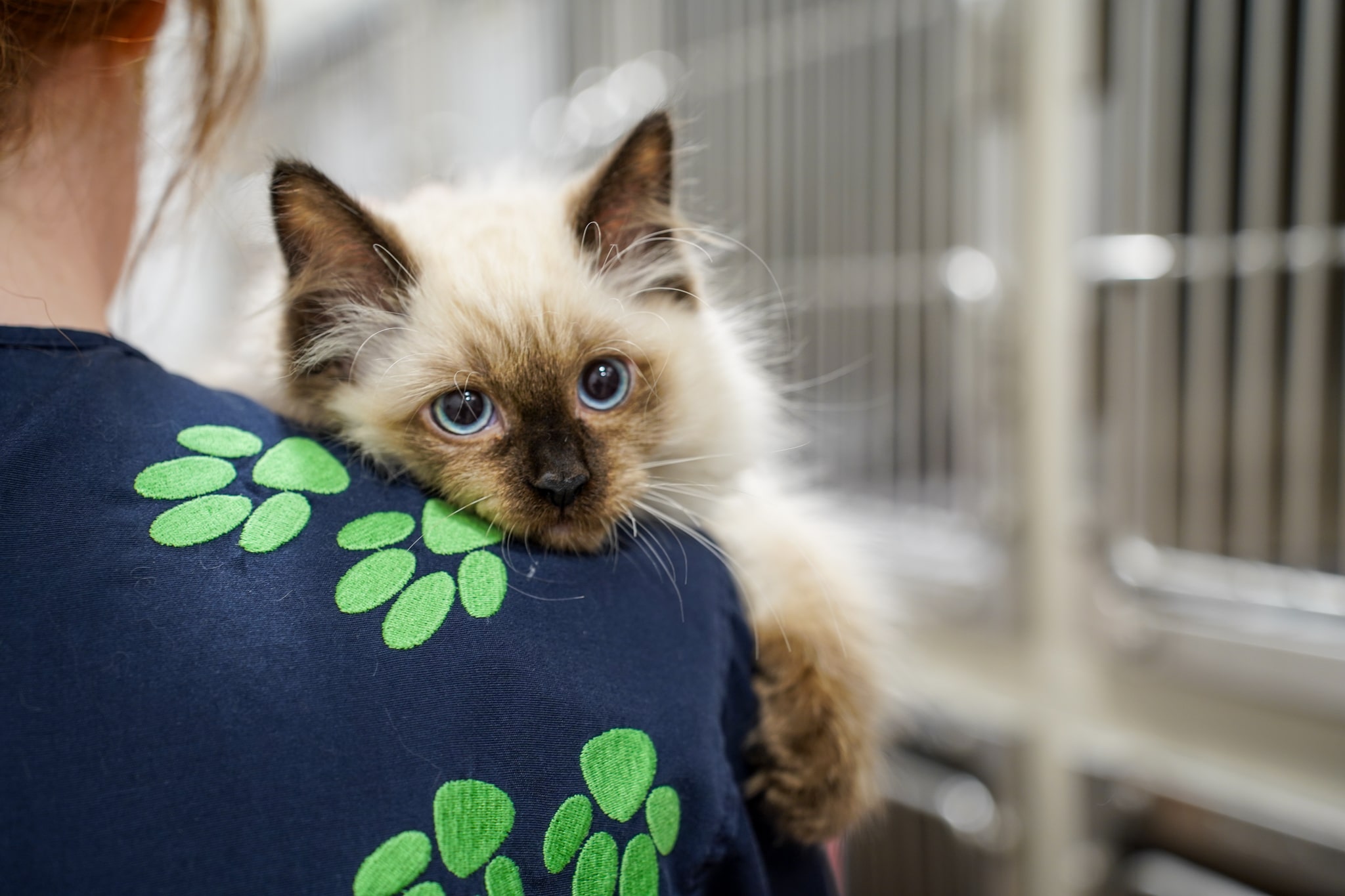 Ragdoll cat at RSPCA NSW being held by vet staff.