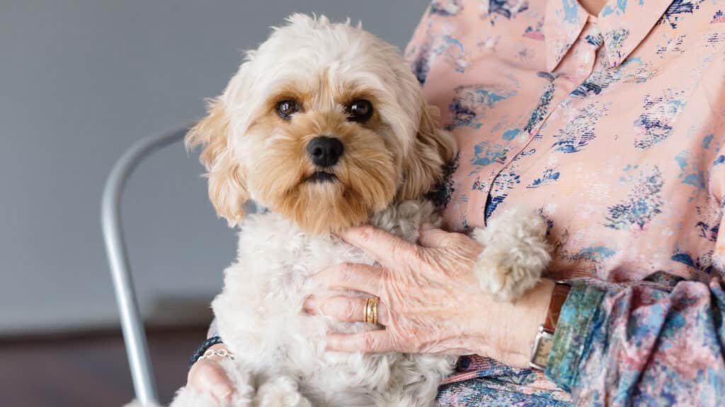 RSPCA NSW Aged Care Program