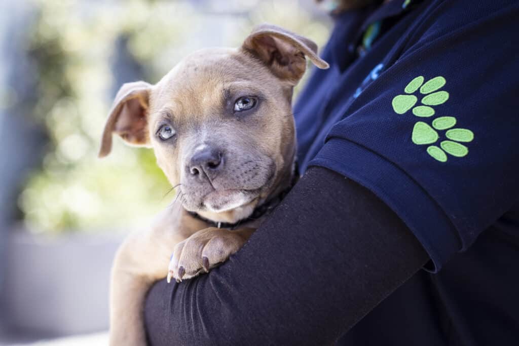 Adoption Checklist