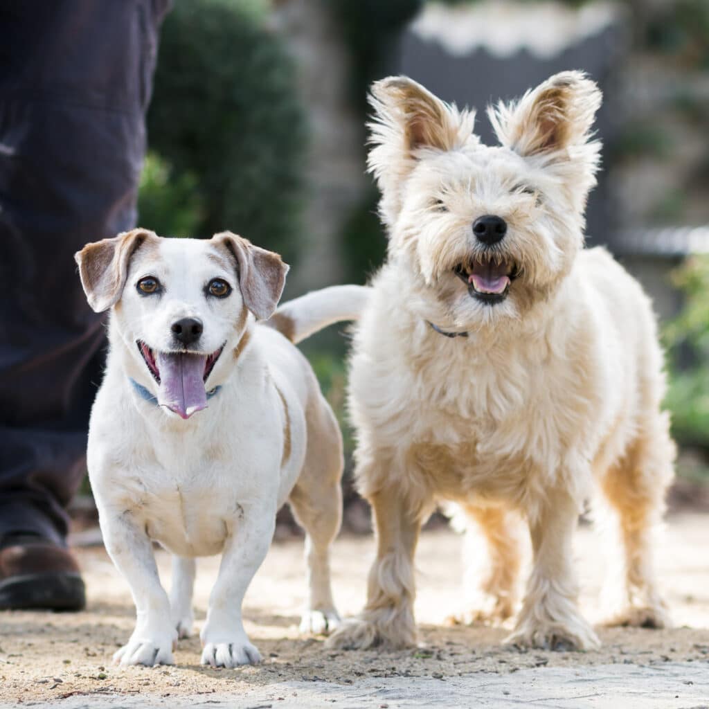 Two small dogs from the RSPCA. Caring for dogs and puppies.