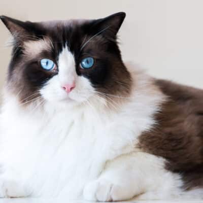 caring for cats and kittens