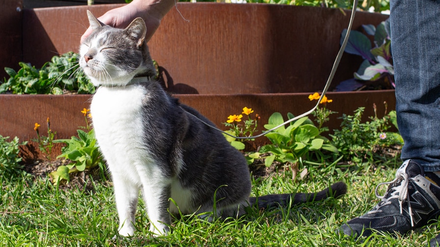 grey and white cat enjoying the sun. Certificate II in Animal Care.