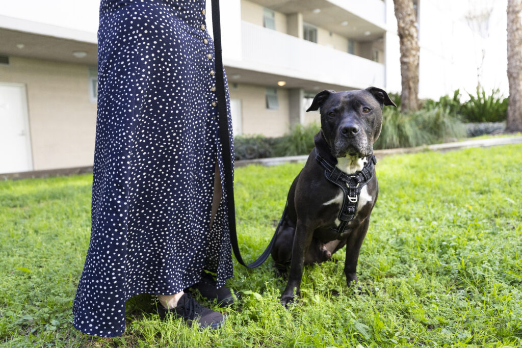 Large black dog from Yagoona RSPCA NSW. Caring for dogs and puppies.
