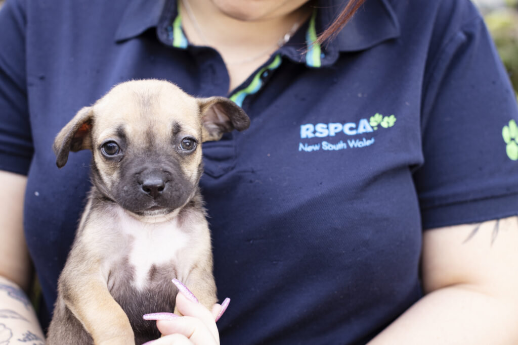 RSPCA NSW Staff Member holding a staffy puppy