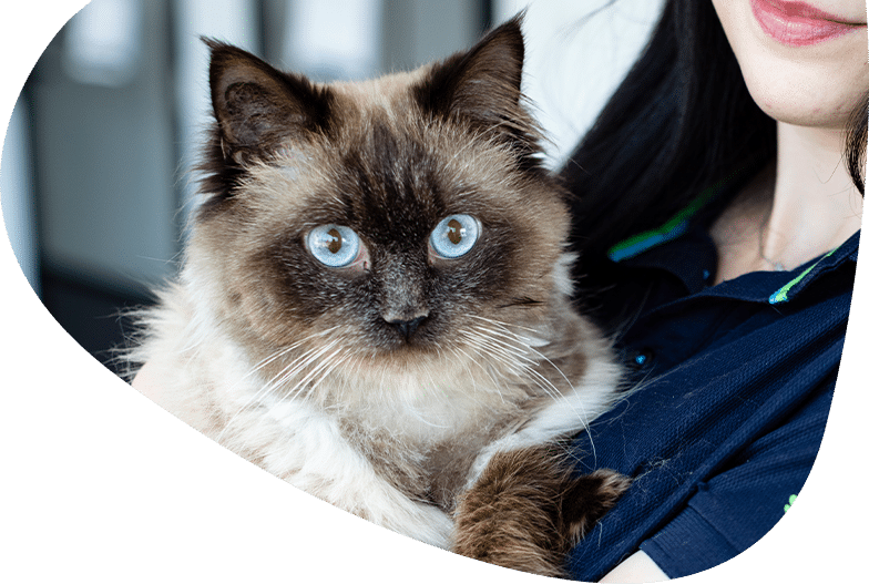 RSPCA NSW Adoption Process